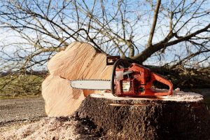 Elagage d'arbre