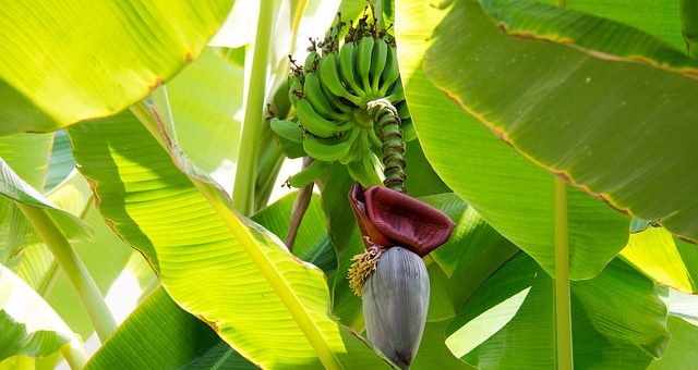 Planter un bananier