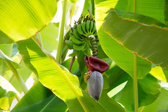 Planter un bananier