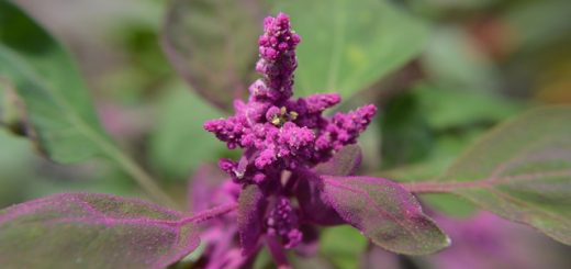 Planter du quinoa dans son jardin : comment réussir ?