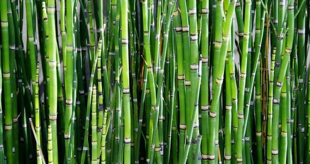 haie de bambou