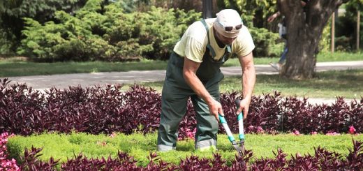 Service à la personne et travaux de jardinage : quelles sont les prestations autorisées ?
