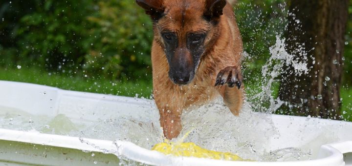 Comment construire une piscine pour chien ?