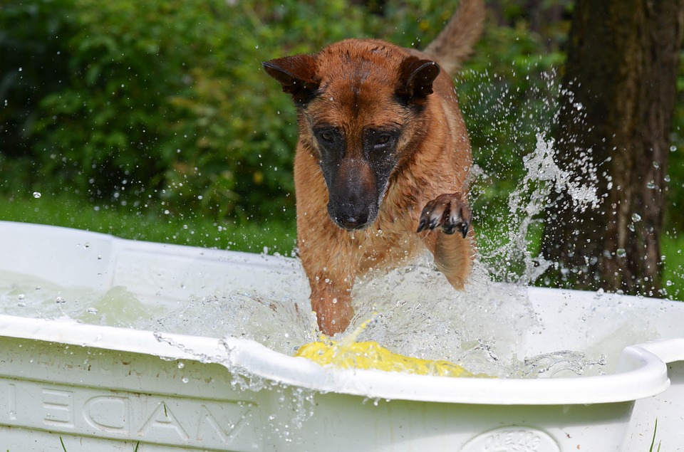 Comment construire une piscine pour chien ?