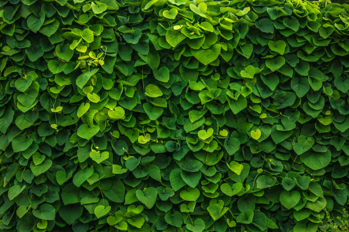 Quelles plantes choisir pour un mur végétal intérieur ?