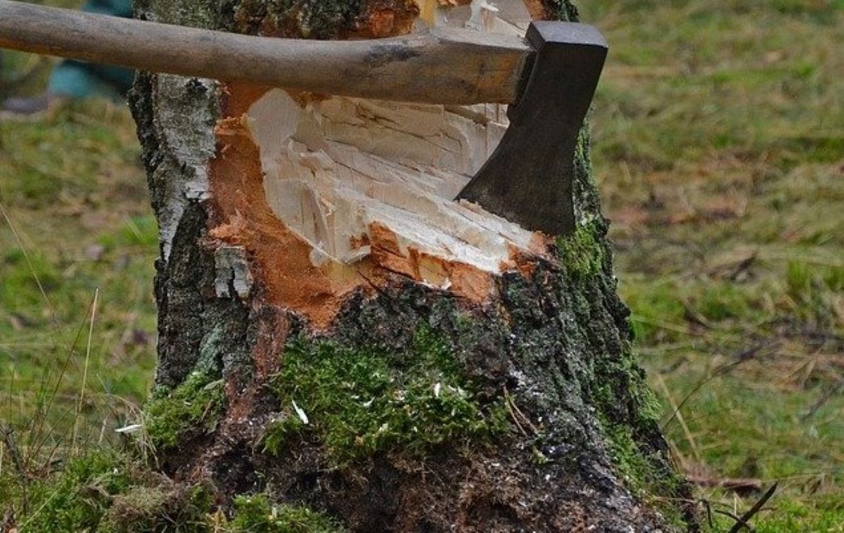 Les mesures de sécurité à prendre pour abattre un arbre de gros diamètre