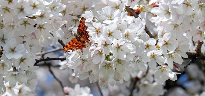 Taille du Buddleia ou arbre à papillons : les astuces pour réussir