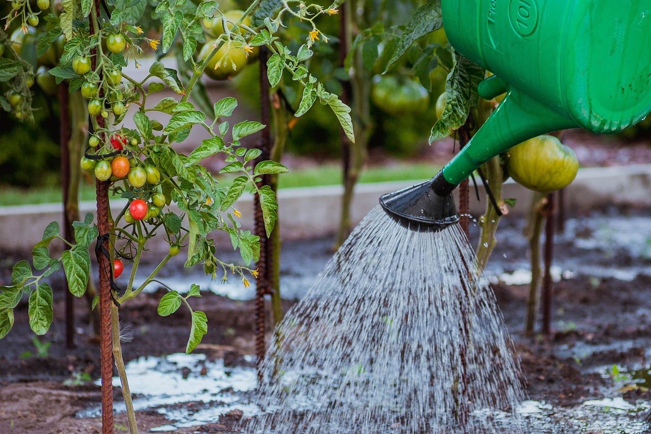 Comment augmenter le rendement des tomates : quelques conseils pour une meilleure récolte