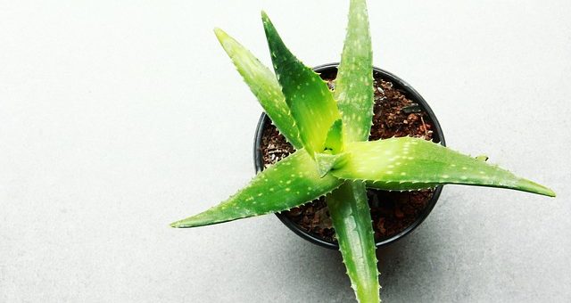 tailler Aloe vera