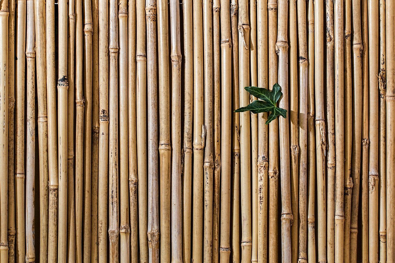 6 avantages d'un brise-vue en bambou