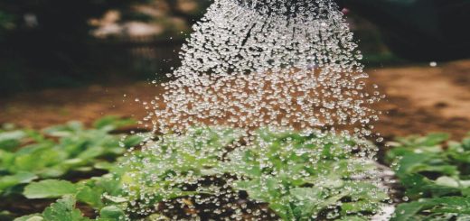Peroxyde d'hydrogène : comment l'utiliser dans votre jardin ?