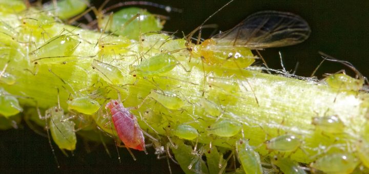 Comment protéger vos plantes des pucerons ?