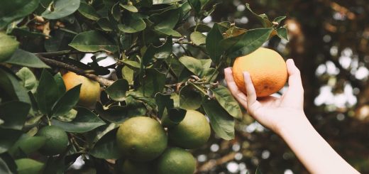 Guide d'achat d'arbres fruitiers : les critères à considérer