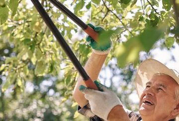 Techniques avancées pour un élagage parfait
