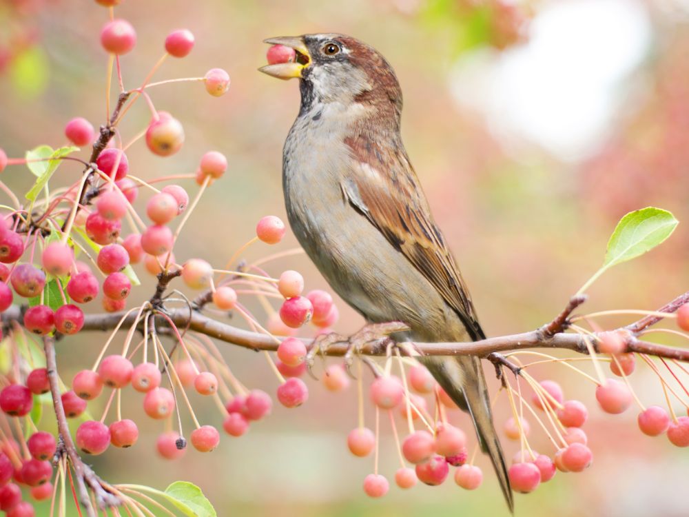 Les arbres d'ornement pour attirer les oiseaux : créez un paradis aviaire dans votre jardin