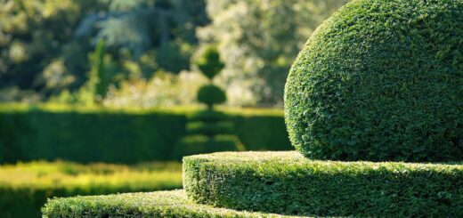découvrez nos conseils et astuces pour réussir la taille des haies. apprenez les meilleures techniques et outils pour un jardin bien entretenu et esthétique.