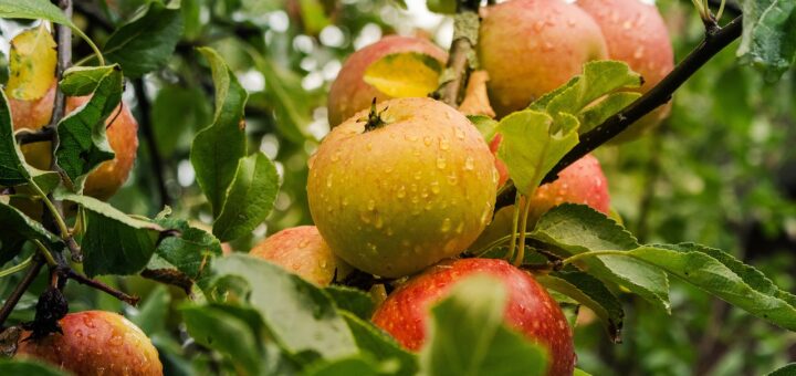 découvrez notre jus de pomme bio, pressé à froid pour préserver toutes ses saveurs naturelles. profitez d'une boisson rafraîchissante et santé, riche en vitamines et sans additifs. idéal pour toute la famille, ce jus de pomme est le compagnon parfait pour vos moments de détente.