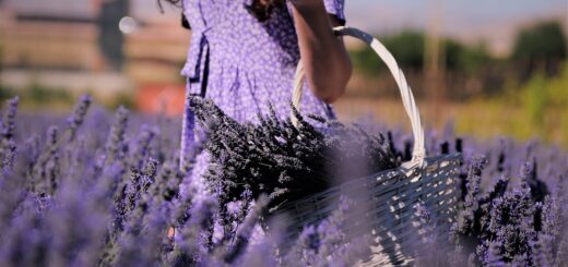 découvrez l'art de la cueillette des fleurs pour profiter de la beauté naturelle et créer des bouquets uniques.