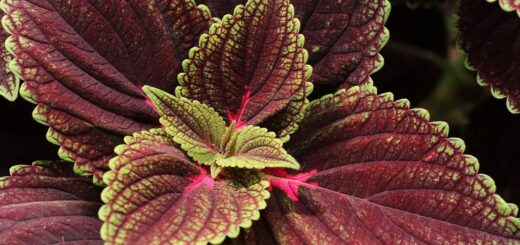 découvrez notre sélection de plantes d'intérieur pour embellir et purifier votre espace de vie avec style et facilité.