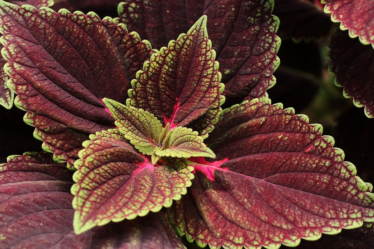 découvrez notre sélection de plantes d'intérieur pour embellir et purifier votre espace de vie avec style et facilité.