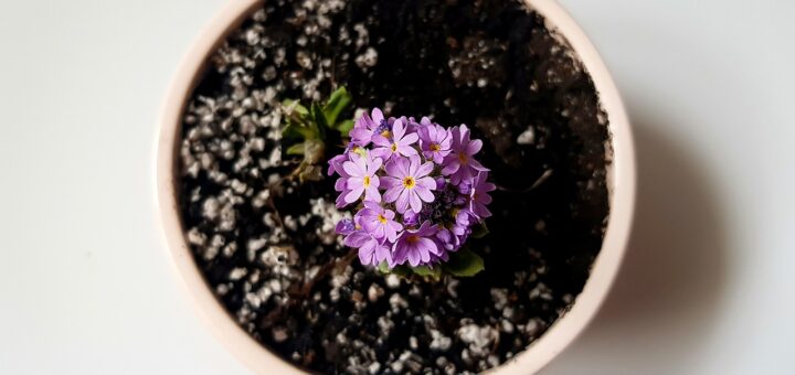 découvrez notre sélection de plantes d'intérieur pour embellir et purifier votre maison. conseils d'entretien et idées déco pour un espace naturel et apaisant.