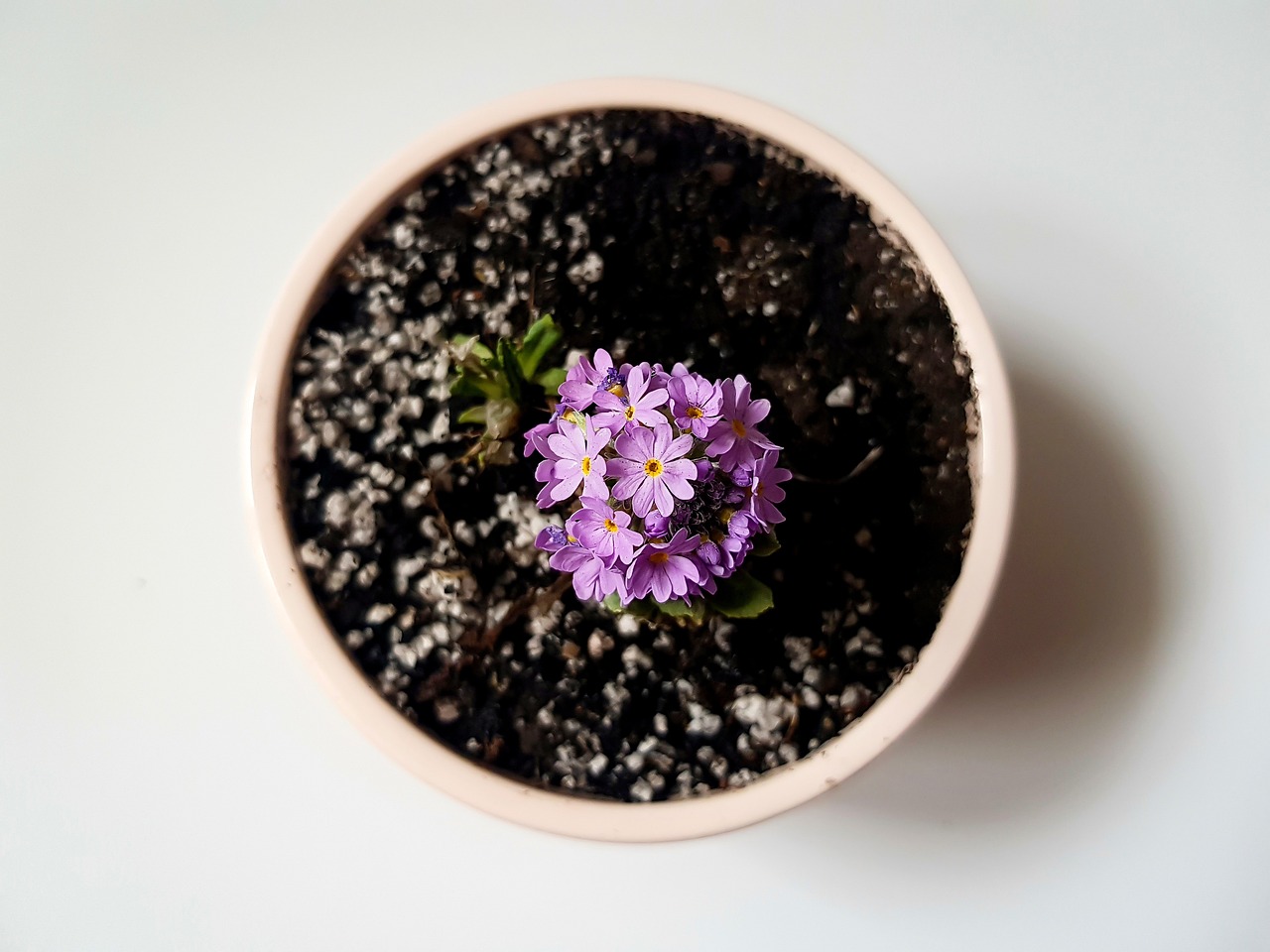 découvrez notre sélection de plantes d'intérieur pour embellir et purifier votre maison. conseils d'entretien et idées déco pour un espace naturel et apaisant.