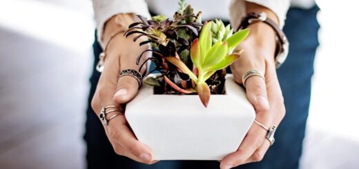 découvrez notre sélection de plantes d'intérieur pour embellir votre maison et purifier votre air. conseils d'entretien et choix variés pour tous les styles.