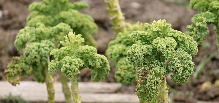 découvrez comment hiverner vos plantes efficacement pour les protéger du froid et assurer leur croissance au printemps.