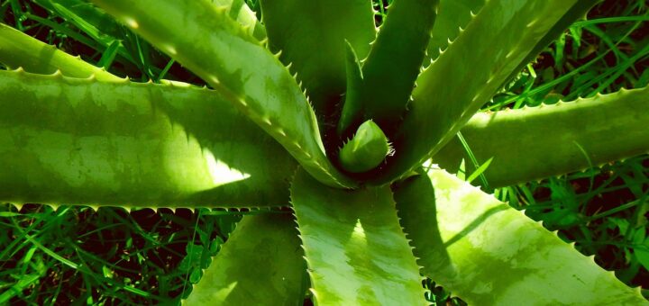 conseils et solutions pour assurer la santé optimale de vos plantes, prévenir les maladies et favoriser leur croissance.