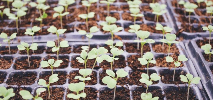 découvrez la profondeur de plantation optimale pour assurer la croissance saine de vos plantes et maximiser leur développement.