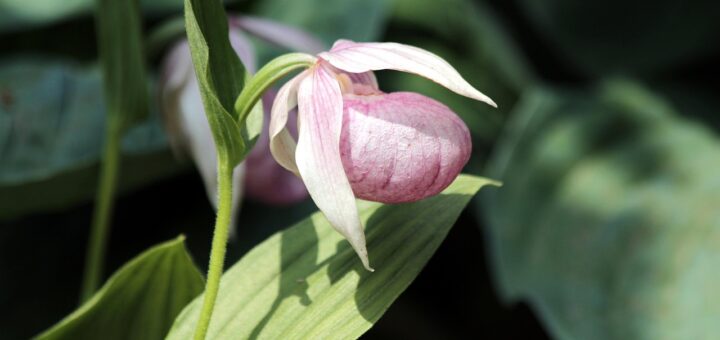 découvrez une sélection unique de plantes vertes rares pour embellir votre intérieur avec originalité et nature.